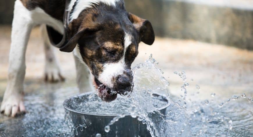 Como prevenir un golpe de calor en tu perro